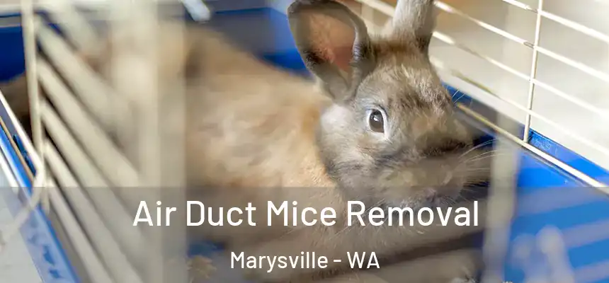  Air Duct Mice Removal Marysville - WA