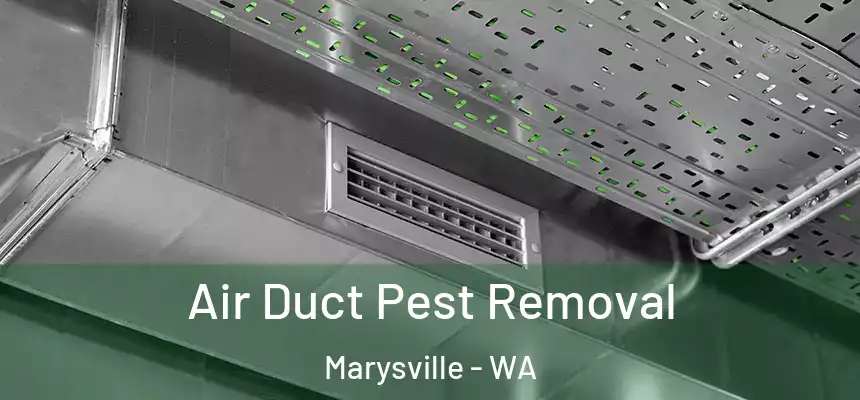  Air Duct Pest Removal Marysville - WA