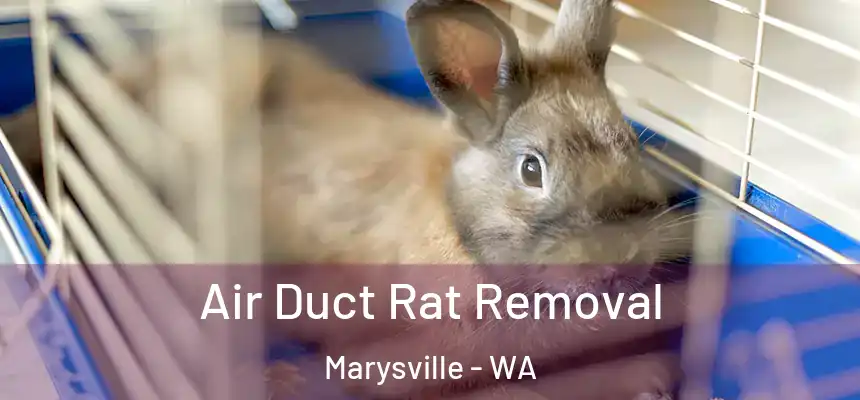  Air Duct Rat Removal Marysville - WA