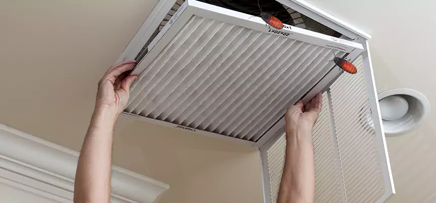 Our Insect Removal from Air Ducts Services in Marysville, WA