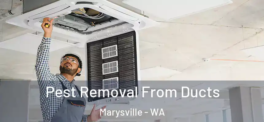  Pest Removal From Ducts Marysville - WA